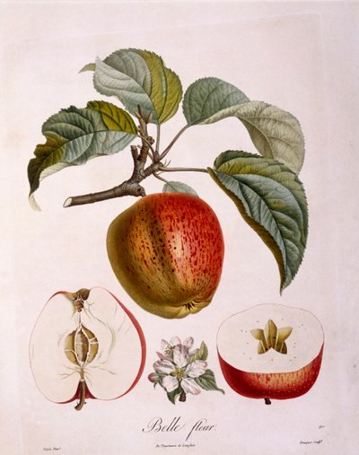 Botanique - Rosaceae - pomme « Belle fleur » - Pierre Jean Francois Turpin