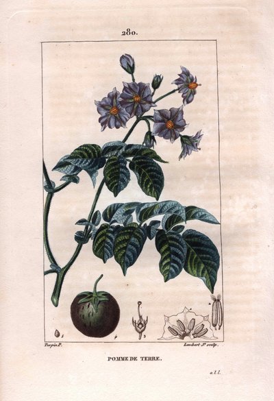 Botanique : pomme de terre - Plante de pomme de terre, fleurs et fruits, Solanum tuberosum. Gravure en taille-douce colorée à la main par Lambert d