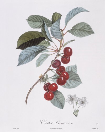 Cerisier (Prunus avium), planche botanique par Pierre Jean Francois Turpin - Pierre Jean Francois Turpin