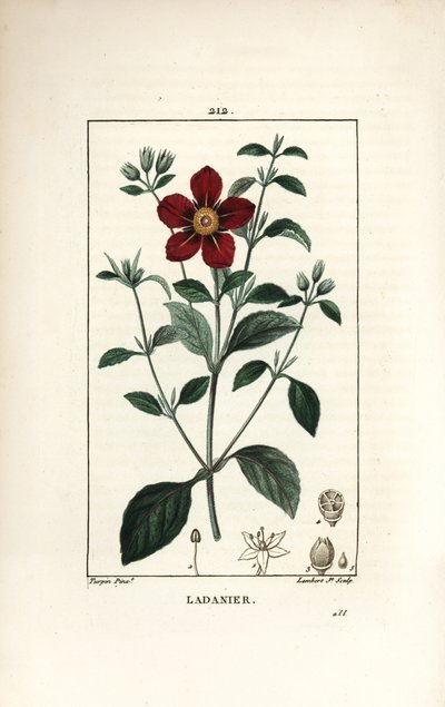 Ciste de Crète - Ciste à gomme, Cistus creticus - Pierre Jean Francois Turpin