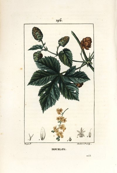 Houblon grimpant - Pierre Jean Francois Turpin