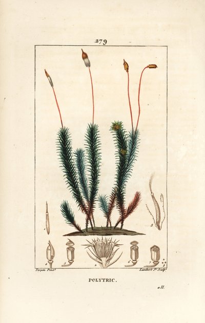 Polytric commun (mousse) - Polytric commun. Gravure au pointillé en couleur par Lambert Junior d