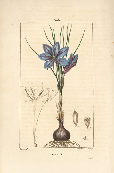 Crocus - Crocus sativus - Pierre Jean Francois Turpin