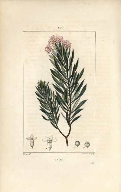Daphné garou, Thymélé ou Bois gentil - Garou, Daphne gnidium - Pierre Jean Francois Turpin