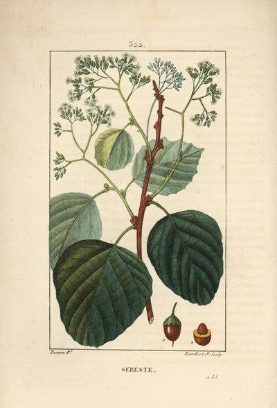 Sebestier domestique - Prunier assyrien ou lasura, Cordia myxa, avec fleur, feuille, tige et fruit. Gravure en taille-douce coloriée à la main par Lambert Junior d
