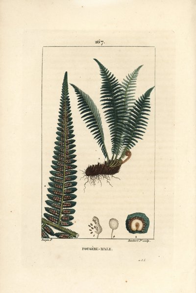 Fougère mâle - Fougère mâle, Dryopteris filix-mas - Pierre Jean Francois Turpin