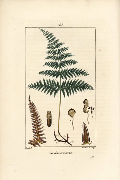 Fougère Aigle ou Grande Fougère - Fougère femelle ou fougère aigle, Pteridium aquilinum - Pierre Jean Francois Turpin