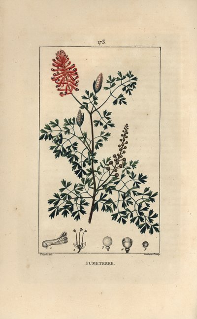 Fumeterre officinale - Pierre Jean Francois Turpin