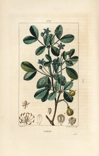 Gaiac ou bois sacré - Pierre Jean Francois Turpin