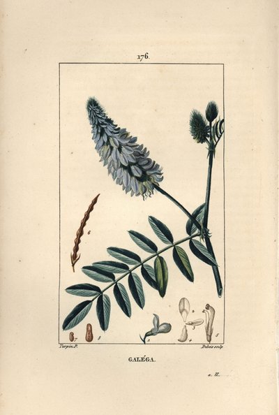 Galega - Pierre Jean Francois Turpin