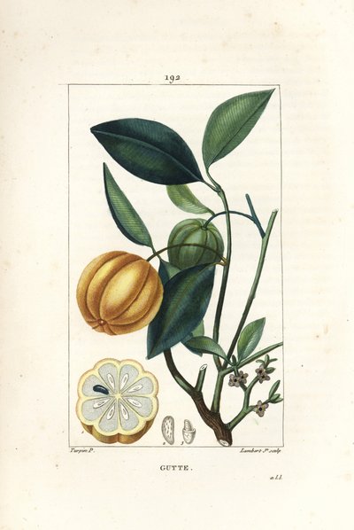 Garcinia gummi-gutta ou tamarinier de Malabar - Pierre Jean Francois Turpin