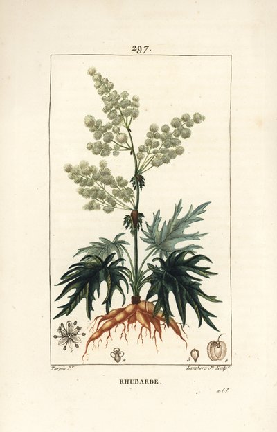 Rhubarbe de jardin - Rhubarbe, Rheum rhabarbarum (Rheum palmatum), avec fleur, tige, feuille, graine et racine. Gravure au pointillé en couleur à la main par Lambert Junior d