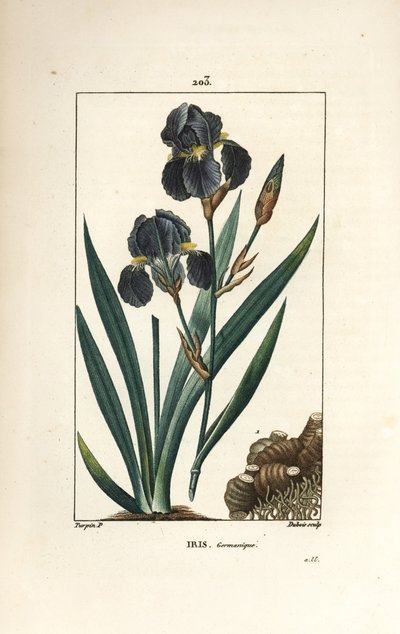 Iris germanique - Pierre Jean Francois Turpin