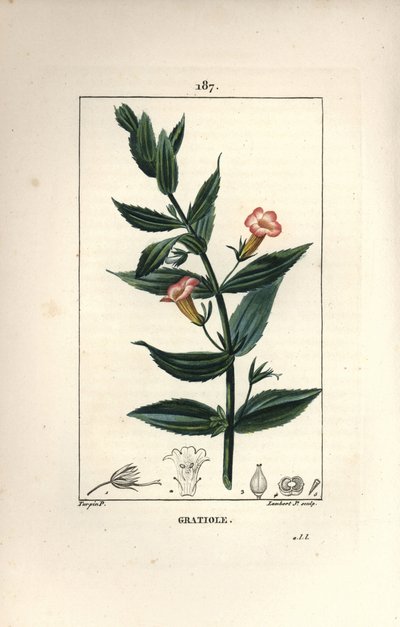 Gratiole officinale - Pierre Jean Francois Turpin