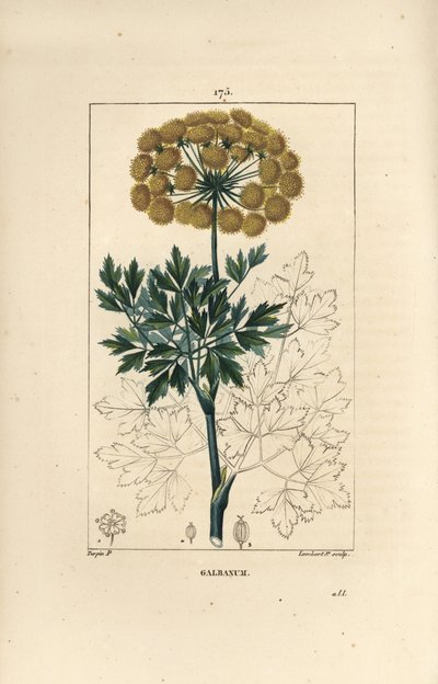 Ferule gommeuse ou galbanum - Pierre Jean Francois Turpin