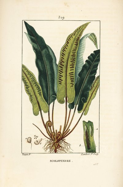 Fougère scolopendre, Asplenium scolopendrium, avec feuille, graine et racine. Gravure en taille-douce colorée à la main par Lambert Junior d