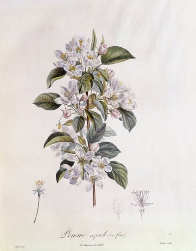 Fleur d
