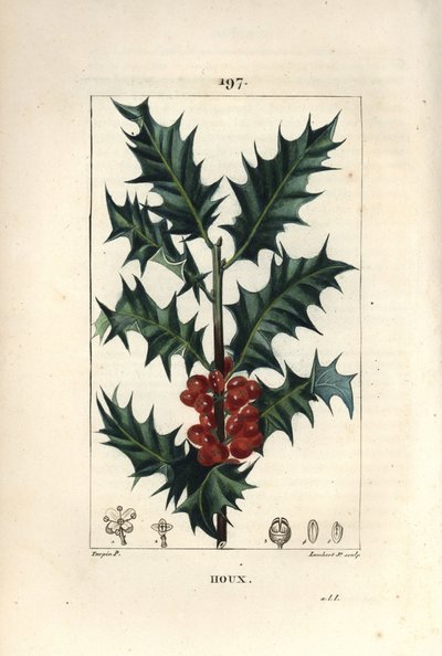 Houx - Pierre Jean Francois Turpin