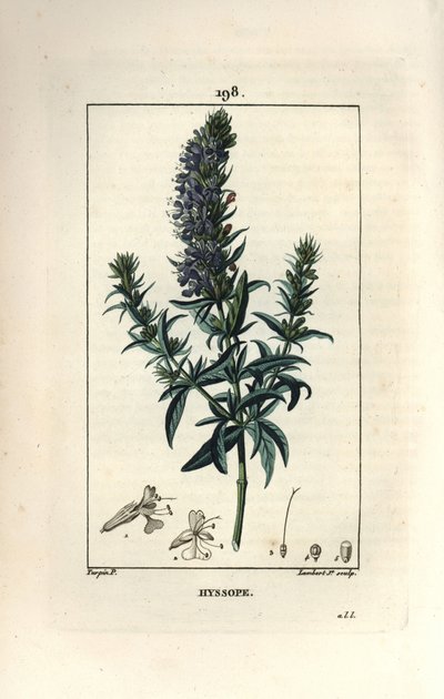 Hysope officinale ou hysope - Hysope, Hyssopus officinalis - Pierre Jean Francois Turpin
