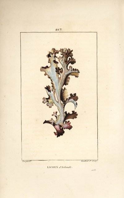 Lichen d