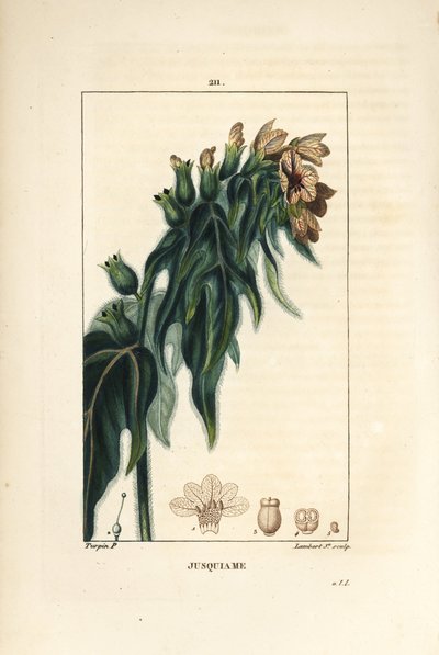Jusquiame - Jusquiame noire, Hyoscyamus niger, fleur, feuille et graine - Pierre Jean Francois Turpin