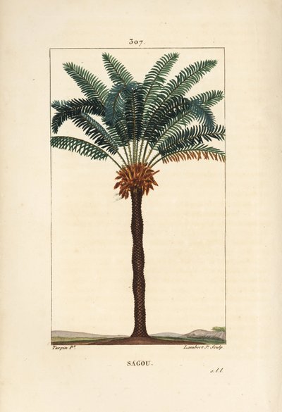Grande branche ou grand cycas - Sagou de la reine, Cycas circinalis, montrant feuille, graine et tronc. Palmier en voie de disparition. Gravure en taille-douce coloriée à la main par Lambert Junior d