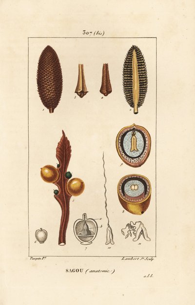 Grande branche ou grandes graines de cycas - Pierre Jean Francois Turpin
