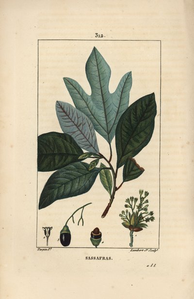 Laurier des Iroquois - Sassafras blanc, Sassafras albidum, avec fleur, feuille, fruit et graine. Gravure en taille-douce coloriée à la main par Lambert Junior d