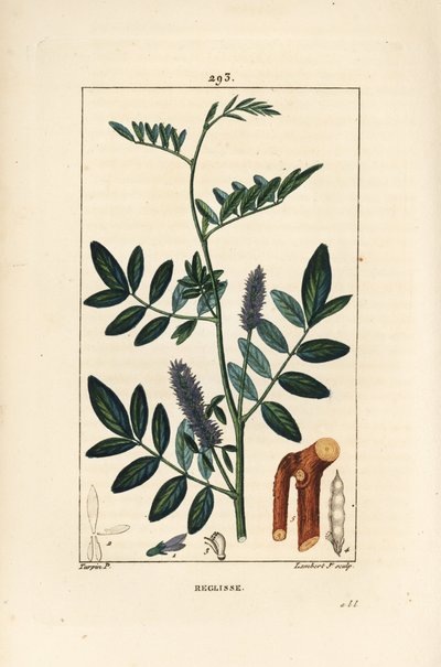 Réglisse ou réglisse, Glycyrrhiza glabra, avec fleur, feuille, écorce, branche ligneuse et graine. Gravure en taille-douce en couleur par Lambert Junior d
