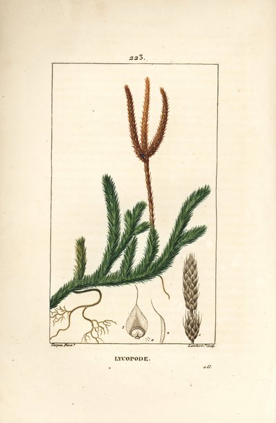 Lycopode officinal ou herbe aux clubs - Lycopode commun, Lycopodium clavatum. Gravure en taille-douce en couleur par Lambert Junior d