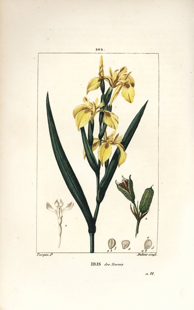 Iris des marais ou Iris jaune - Pierre Jean Francois Turpin