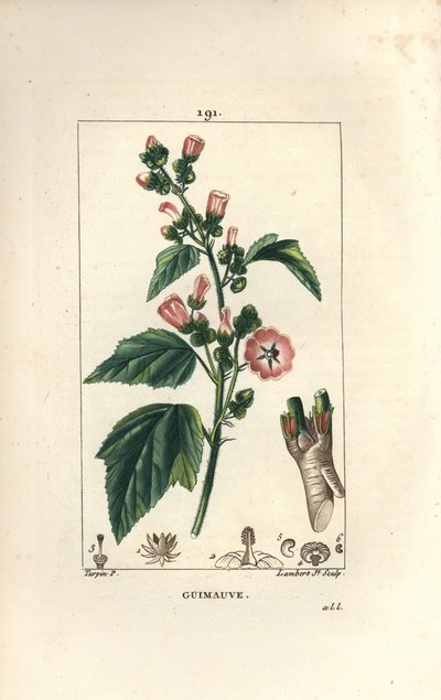 Guimauve, guimauve sauvage ou mauve blanche - Pierre Jean Francois Turpin