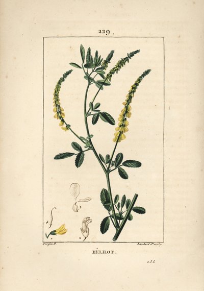 Mélilot - Pierre Jean Francois Turpin