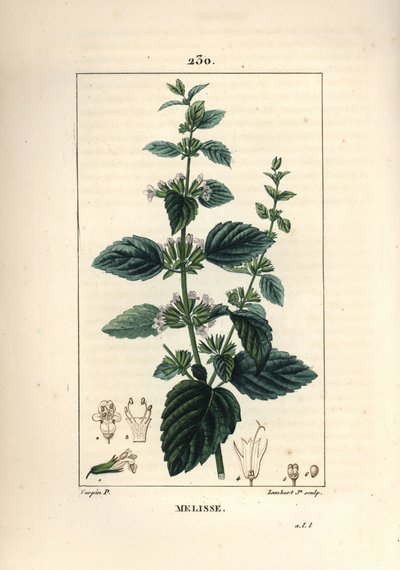 Mélisse des jardins ou mélisse cultivée - Mélisse commune, Melissa hydrtensis. Gravure en taille-douce en couleur par Lambert Junior d