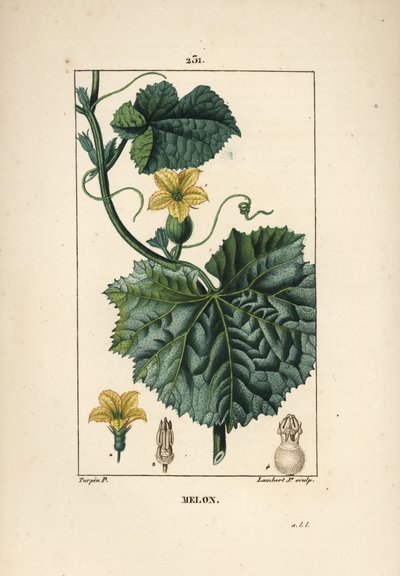 Fleurs de melon - Pierre Jean Francois Turpin