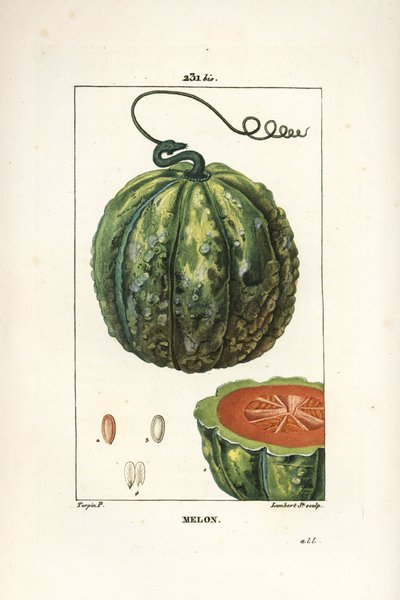 Melon, fruit - Pierre Jean Francois Turpin