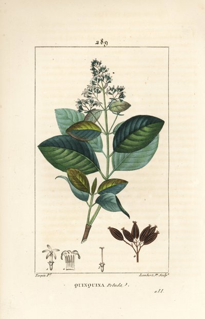 Michurago ou fruta de mono, Ladenbergia macrocarpa (Cinchona ovalifolia), avec fleur, feuille, tige et graine - Pierre Jean Francois Turpin