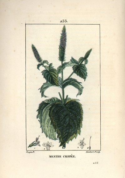 Menthe crispée - Pierre Jean Francois Turpin