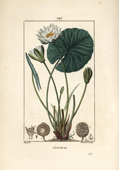 Nénuphar blanc - Pierre Jean Francois Turpin