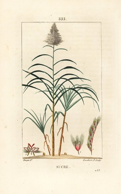 Canne noble - Canne à sucre, Saccharum officinarum - Pierre Jean Francois Turpin