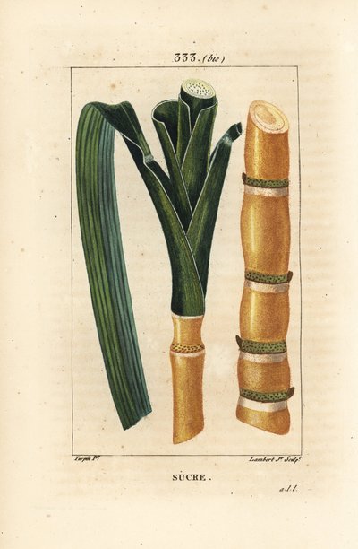Canne noble - Canne à sucre, Saccharum officinarum, tige et feuille. Gravure en taille-douce colorée à la main par Lambert Junior d