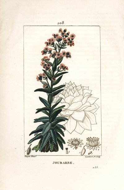 Orpin - Grande joubarbe, Sedum majus. Gravure en taille-douce en couleur par Lambert Junior d