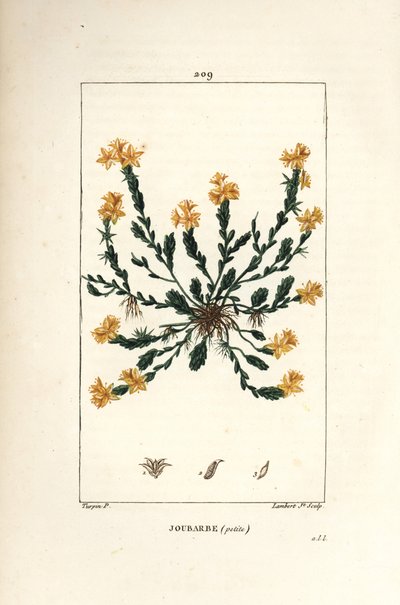 Orpin acre - Orpin doré, Sedum acre. Gravure en taille-douce en couleur par Lambert Junior d