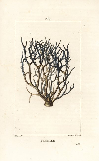 Orseille ou pourpre française (lichen) - Orcein ou archil, Roccella tinctoria, lichen utilisé pour la teinture des îles du Cap-Vert. Gravure en taille-douce en couleur par Lambert Junior d