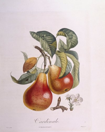 Poire "Cardinal", planche botanique par Pierre Jean François Turpin - Pierre Jean Francois Turpin