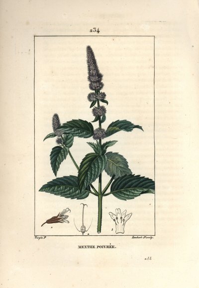 Menthe poivrée - Pierre Jean Francois Turpin