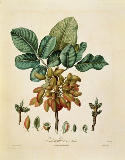 Pistache par François Turpin - Pierre Jean Francois Turpin