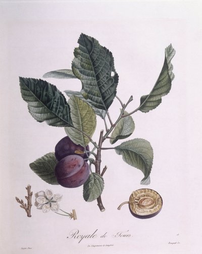 Prune "Royale de Tours", Henry Louis Duhamel du Monceau, planche botanique par Pierre Jean François Turpin - Pierre Jean Francois Turpin