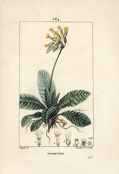 Primevère officinale ou brerelle, coucou, Herbe à la paralysie, Herbe de Saint Paul, primerolle - Primevère, Primula veris, montrant fleur, feuille et racines. Gravure au pointillé en couleur par Lambert Junior d