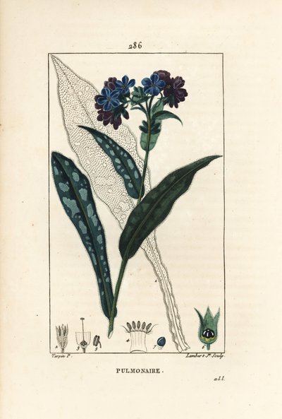 Pulmonaire officinale - Pierre Jean Francois Turpin